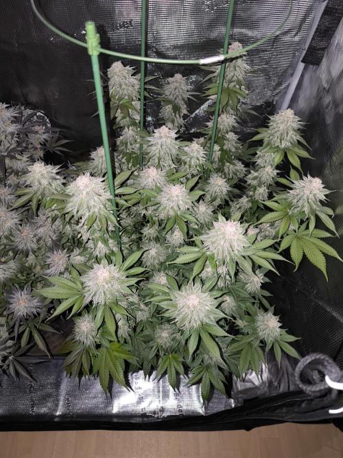 Bananakin Skywalker and more. Week 8 - CP