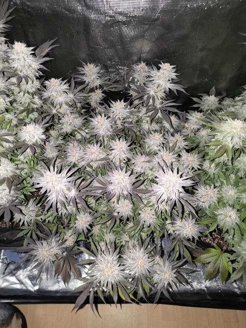 Bananakin Skywalker and more. Week 8 - BS