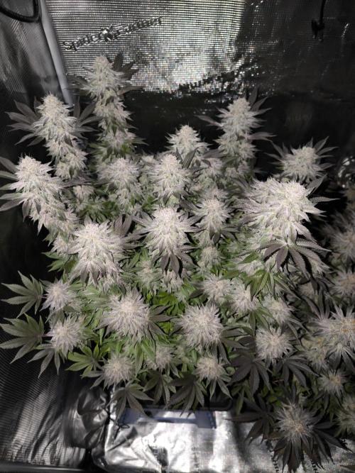 Bananakin Skywalker and more. Week 8 - CC