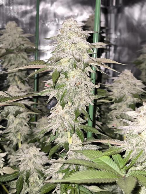 Bananakin Skywalker and more. Week 8 - CP