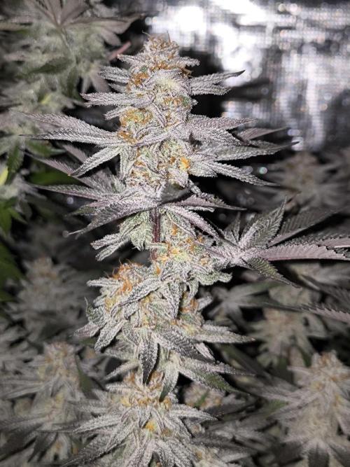 Bananakin Skywalker and more. Week 8 - BS