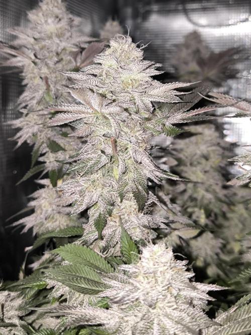 Bananakin Skywalker and more. Week 8 - CC