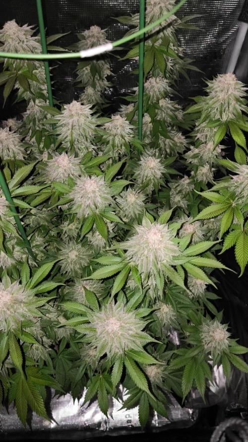 Bananakin Skywalker and more