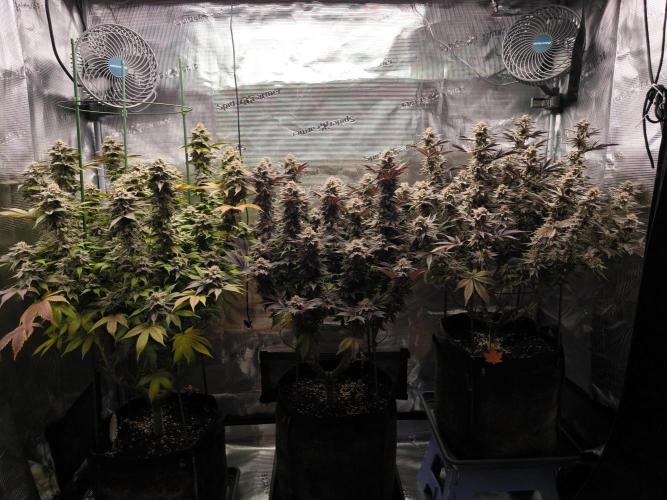 Bananakin Skywalker and more. Week 10