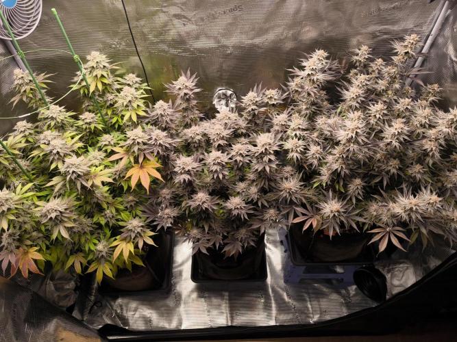 Bananakin Skywalker and more. Week 10