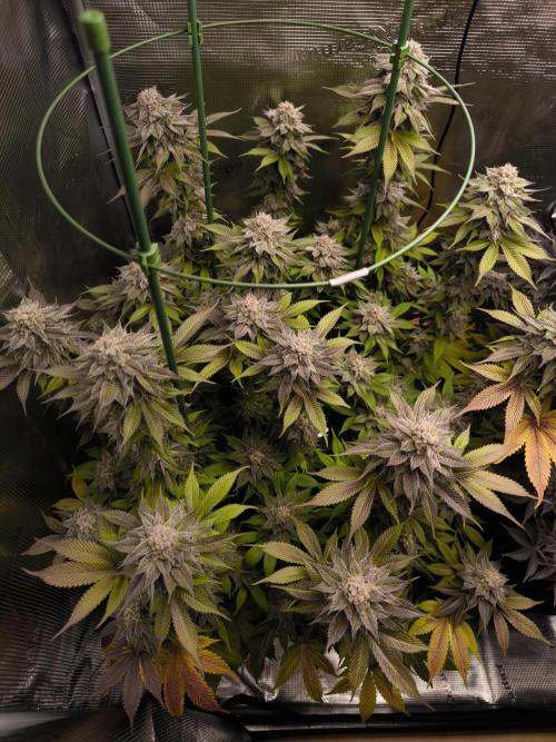 Bananakin Skywalker and more. Week 10 - CP