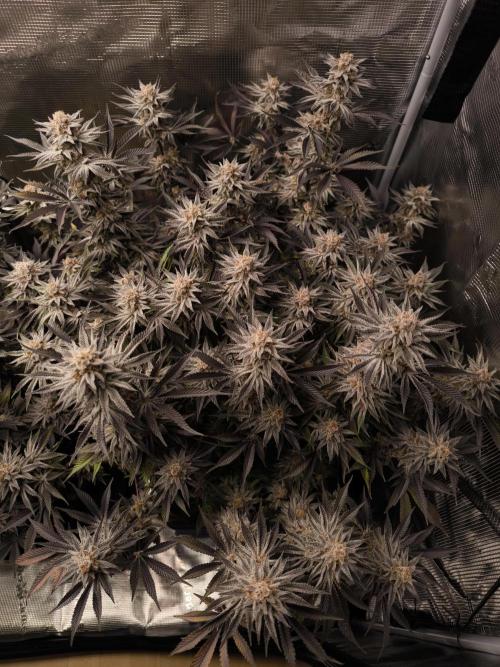 Bananakin Skywalker and more. Week 10 - BS