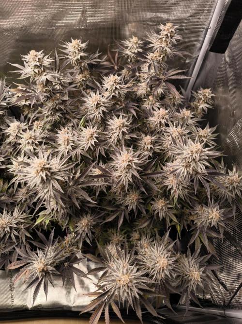 Bananakin Skywalker and more. Week 10 - BS