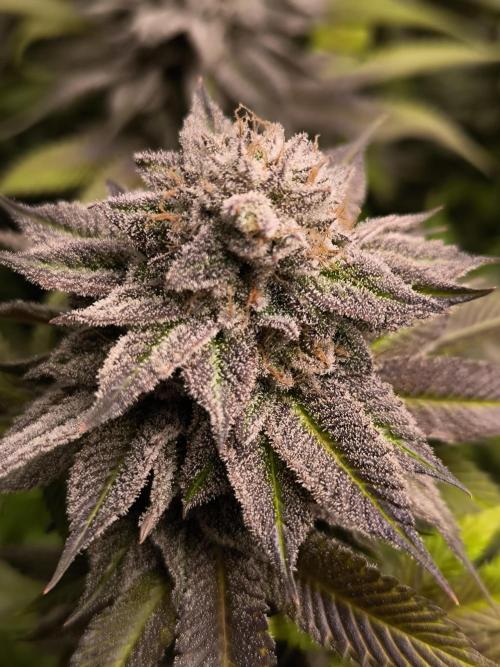 Bananakin Skywalker and more. Week 10 - CP