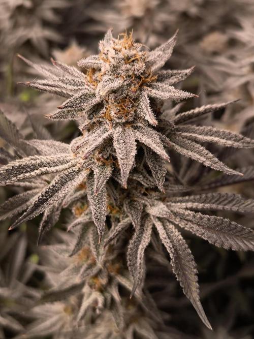 Bananakin Skywalker and more. Week 10 - BS