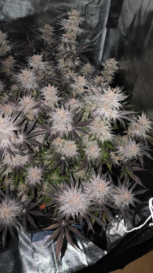 Bananakin Skywalker and more