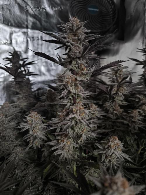 Bananakin Skywalker and more. Week 11