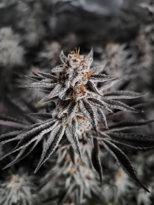 Bananakin Skywalker and more. Week 11