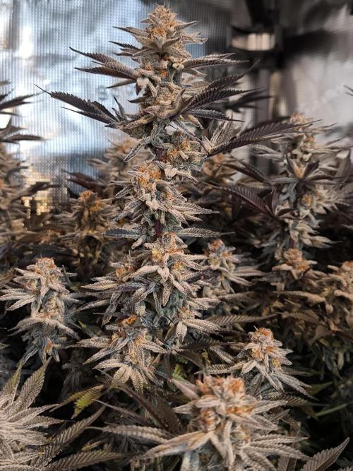 Bananakin Skywalker and more. Week 11