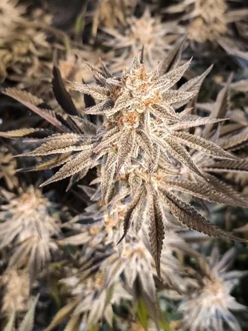 Bananakin Skywalker and more. Week 11