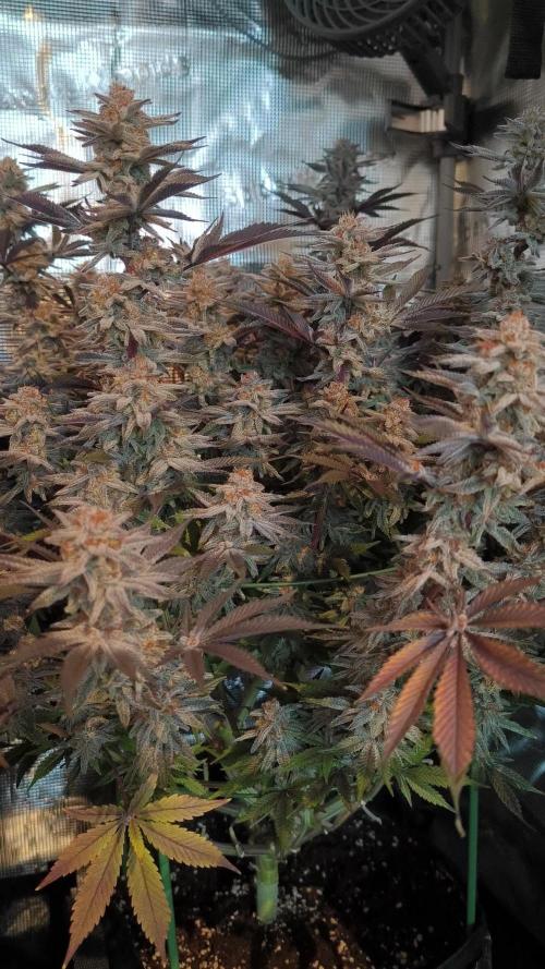 Bananakin Skywalker and more