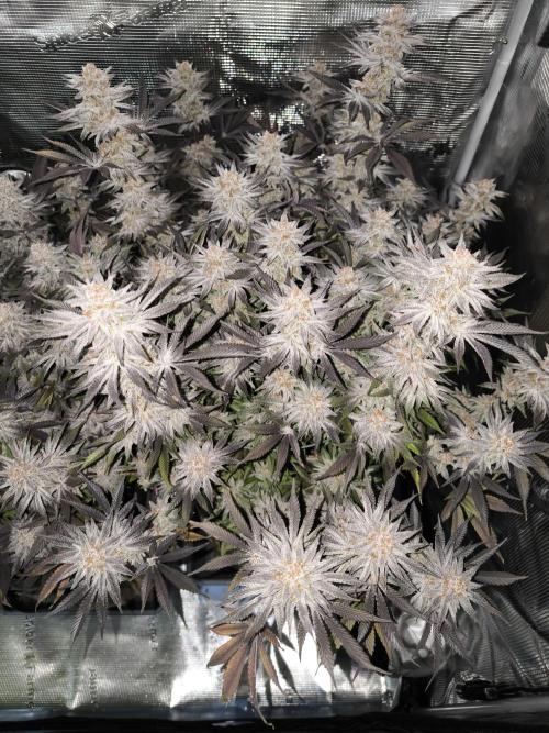 Bananakin Skywalker and more. Week 11