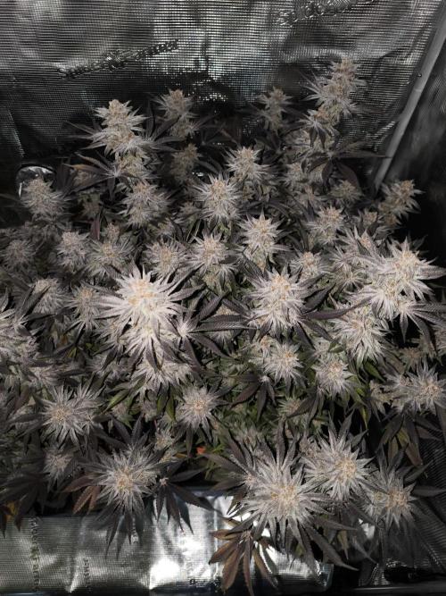 Bananakin Skywalker and more. Week 11