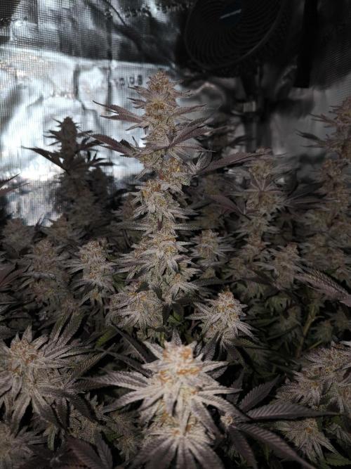 Bananakin Skywalker and more. Week 11