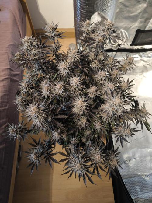 Bananakin Skywalker and more. Week 11