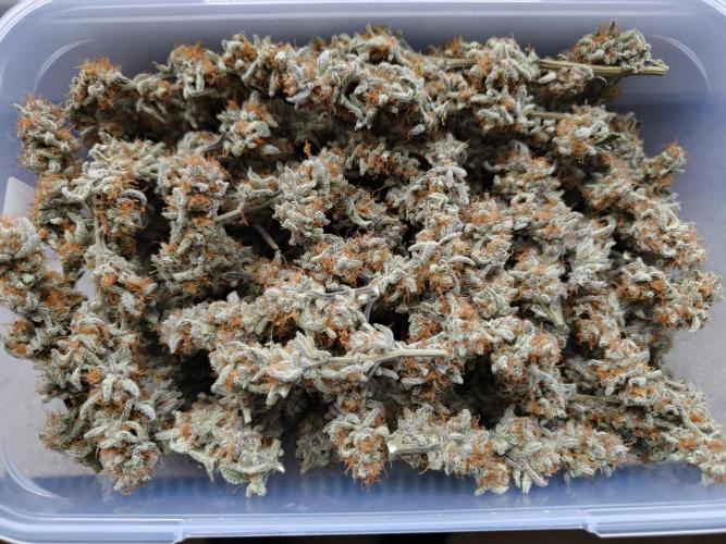 Bananakin Skywalker and more. Week 11