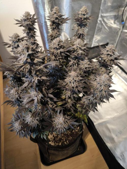 Bananakin Skywalker and more. Week 11 - Kali👹