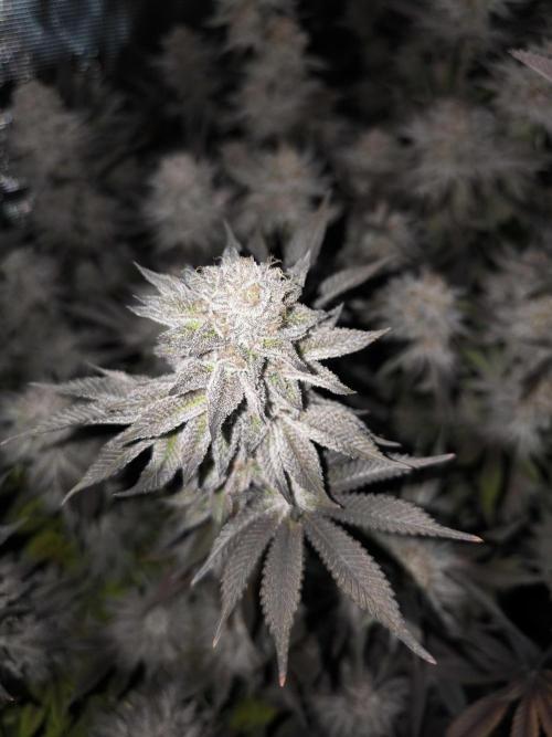 Bananakin Skywalker and more. Week 11