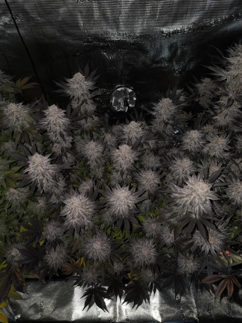 Bananakin Skywalker and more. Week 11