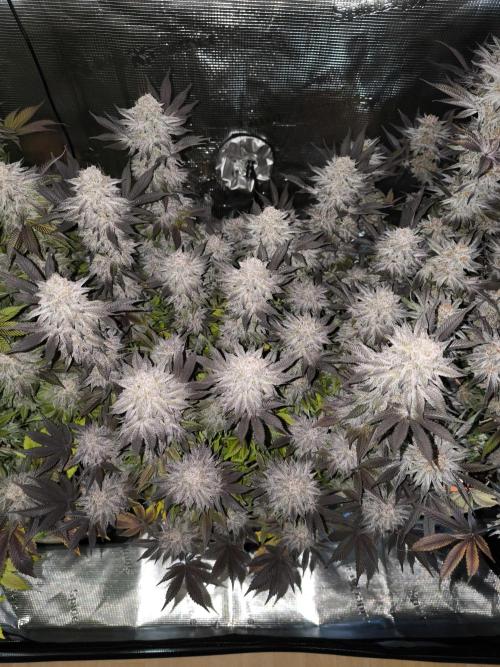 Bananakin Skywalker and more. Week 11