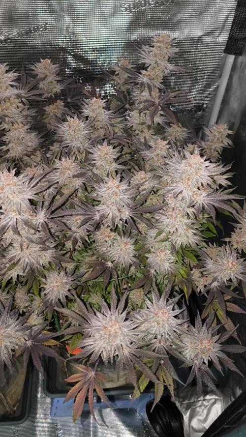 Bananakin Skywalker and more