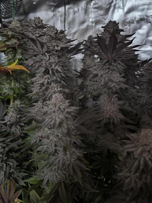 Bananakin Skywalker and more. Week 11