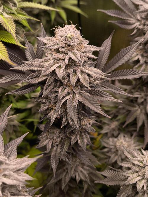 Bananakin Skywalker and more. Week 11 - Moneyshot