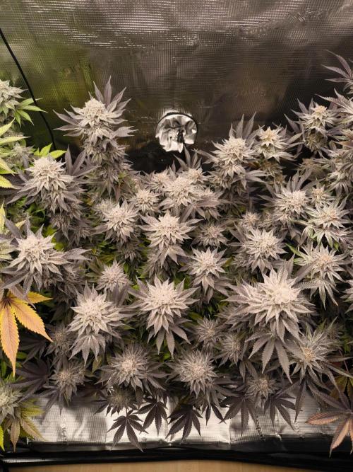 Bananakin Skywalker and more. Week 11