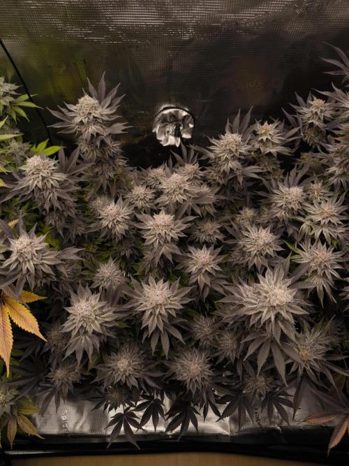 Bananakin Skywalker and more. Week 11