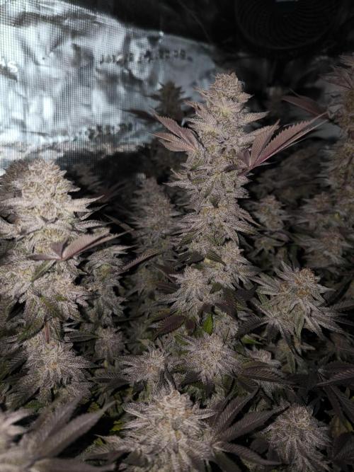 Bananakin Skywalker and more. Week 11