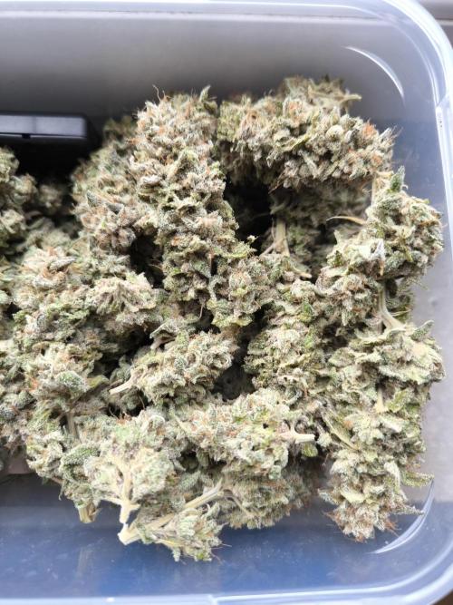 Bananakin Skywalker and more. Week 11