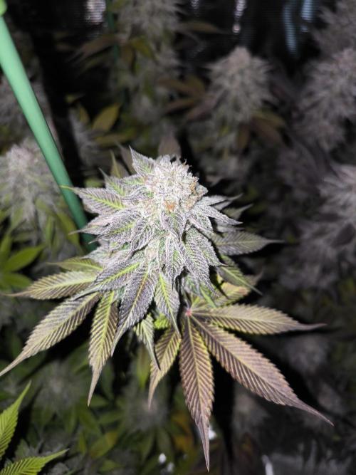 Bananakin Skywalker and more. Week 11