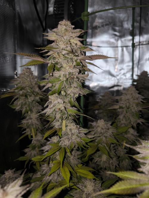 Bananakin Skywalker and more. Week 11