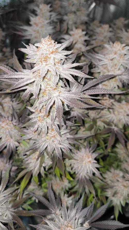 Bananakin Skywalker and more