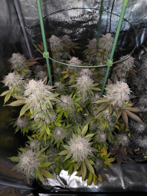 Bananakin Skywalker and more. Week 11