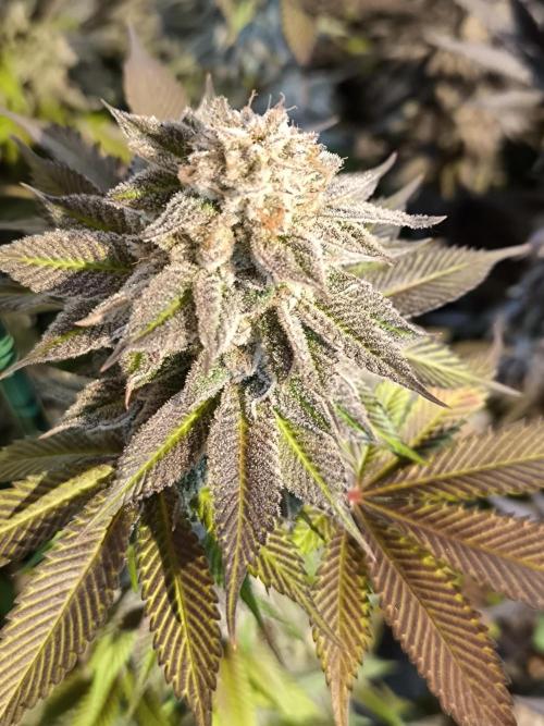 Bananakin Skywalker and more. Week 11