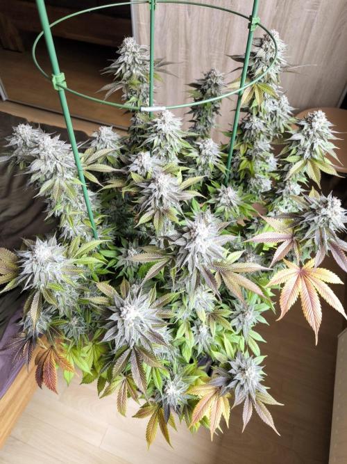 Bananakin Skywalker and more. Week 11