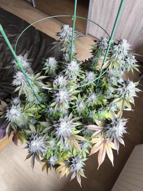 Bananakin Skywalker and more. Week 11