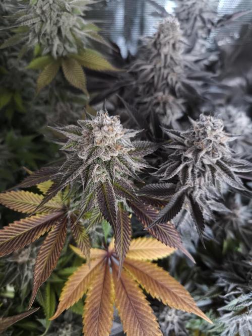 Bananakin Skywalker and more. Week 11