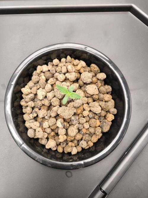 Lemon Cherry Gelato, Jealousy. Week 0