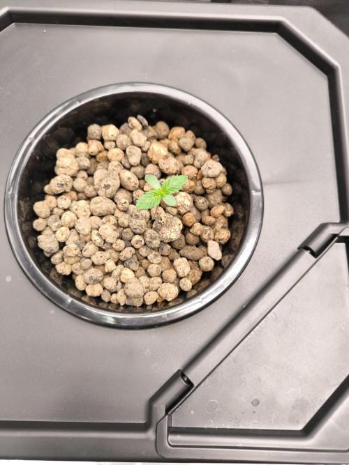 Lemon Cherry Gelato, Jealousy. Week 0