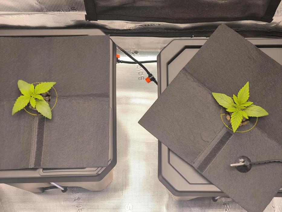 Lemon Cherry Gelato, Jealousy. Week 1