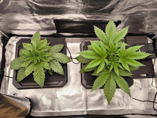 Lemon Cherry Gelato, Jealousy. Week 3 - LCG, Jealousy 