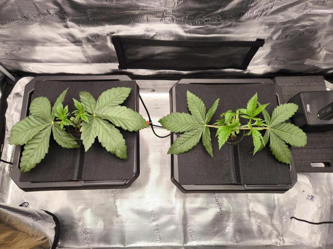 Lemon Cherry Gelato, Jealousy. Week 4 - Week 3