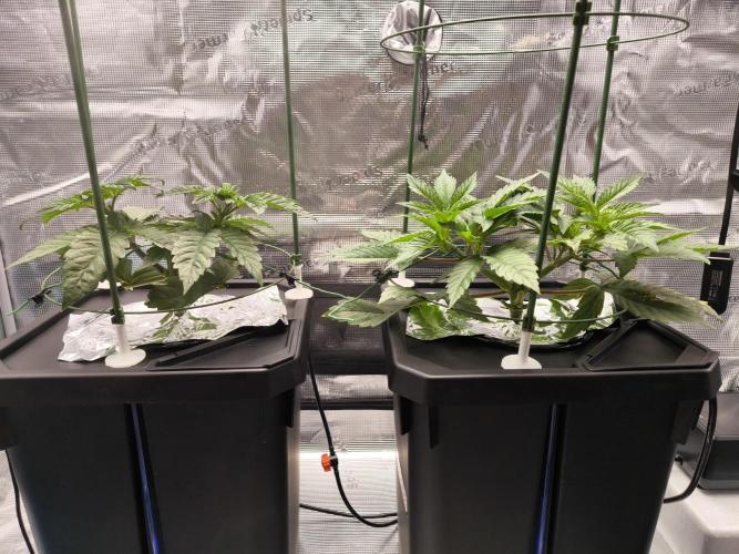 Lemon Cherry Gelato, Jealousy. Week 4 - Week 4